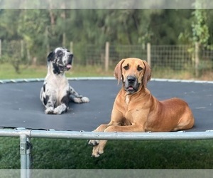 Mother of the Great Dane puppies born on 02/09/2026