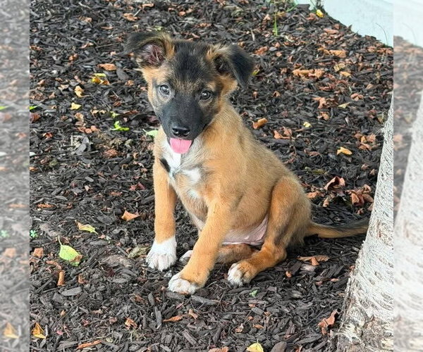 Medium Photo #17 Mutt Puppy For Sale in New York, NY, USA