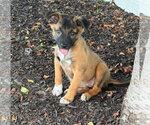 Small #16 Mutt