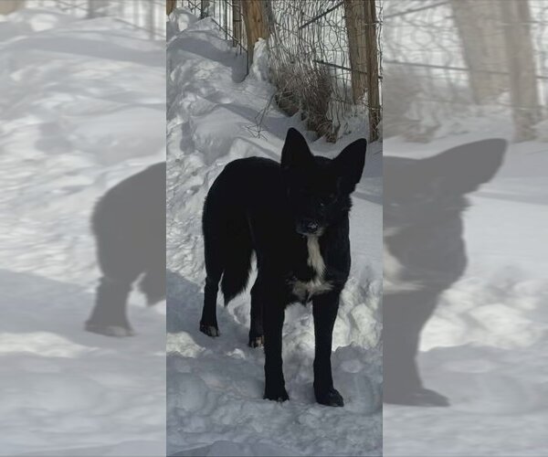 Medium Photo #4 German Shepherd Dog-Unknown Mix Puppy For Sale in Aurora, IN, USA