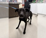 Small #2 Pointer-Siberian Husky Mix