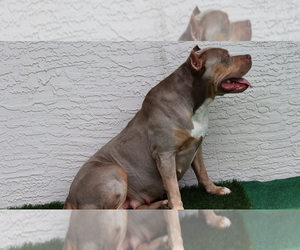 Mother of the American Bully puppies born on 04/26/2023