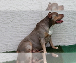 Small Photo #1 American Bully Puppy For Sale in DELTONA, FL, USA