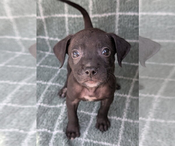 Medium Photo #4 Chihuahua-Unknown Mix Puppy For Sale in Oakhurst, NJ, USA