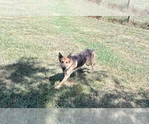 Medium Photo #2 German Shepherd Dog Puppy For Sale in Woodbury, NY, USA