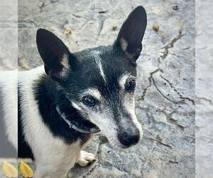 Rat Terrier Dogs for adoption in Atlanta, GA, USA