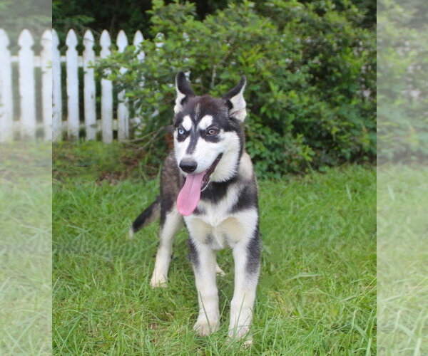 Medium Photo #4 Siberian Husky Puppy For Sale in Holly Hill, SC, USA
