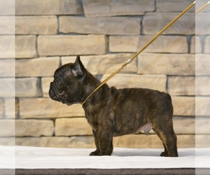 French Bulldog Puppy for sale in Budapest, Budapest, Hungary