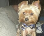Small Photo #1 Yorkshire Terrier Puppy For Sale in FORT MYERS, FL, USA