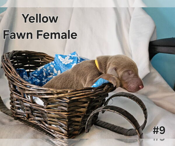 Medium Photo #1 Doberman Pinscher Puppy For Sale in CLINTON, OH, USA