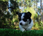 Small Photo #5 Chiranian Puppy For Sale in SAINT AUGUSTINE, FL, USA