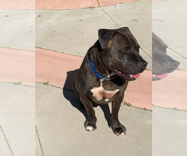 Medium Photo #10 American Staffordshire Terrier-Unknown Mix Puppy For Sale in Lake Forest, CA, USA
