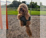 Small Photo #1 Goldendoodle (Miniature) Puppy For Sale in CARNEGIE, PA, USA