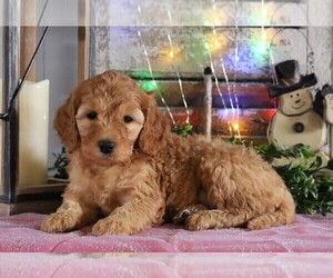 Goldendoodle-Poodle (Miniature) Mix Puppy for sale in FREDERICKSBG, OH, USA