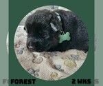 Small Photo #3 German Shepherd Dog Puppy For Sale in BROOKFIELD, MO, USA
