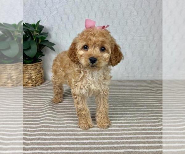 Medium Photo #1 Cavapoo Puppy For Sale in GREENFIELD, IN, USA