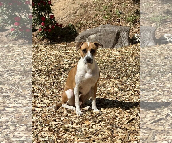 Medium Photo #4 Mutt Puppy For Sale in Holly Springs, NC, USA