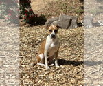 Small #3 Mutt