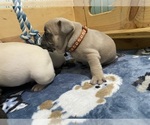 Small Photo #106 French Bulldog Puppy For Sale in TACOMA, WA, USA