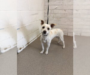 Chihuahua-Unknown Mix Dogs for adoption in San Bernardino, CA, USA