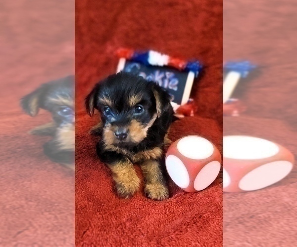 Medium Photo #15 Yorkshire Terrier Puppy For Sale in AKRON, OH, USA