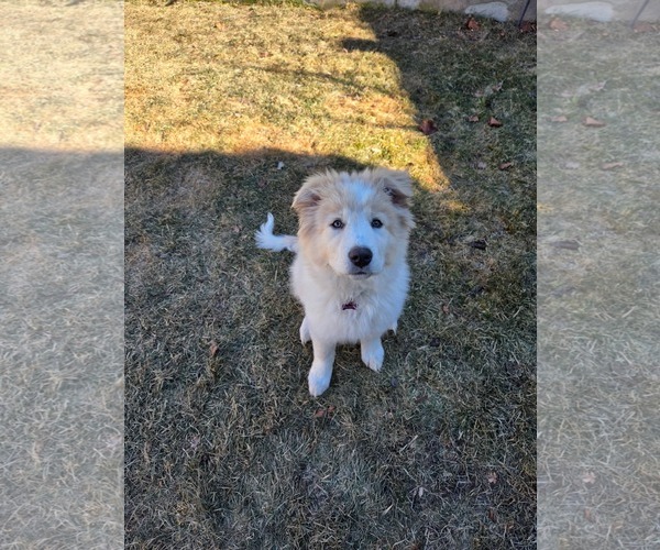 Medium Photo #4 Great Pyrenees Puppy For Sale in Bountiful, UT, USA