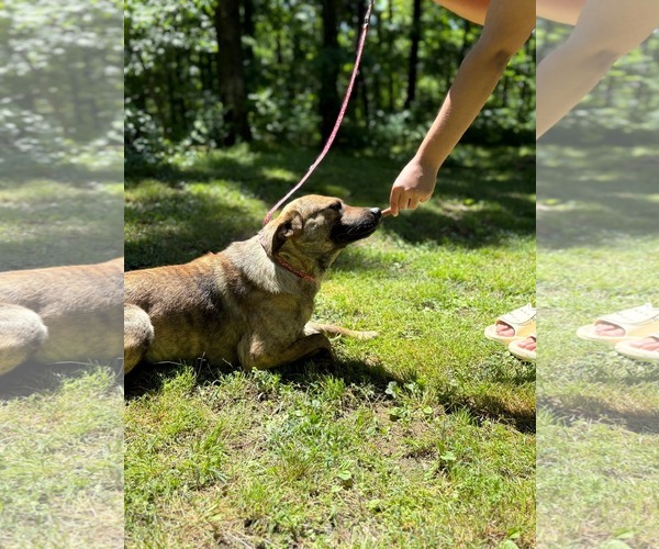 Medium Photo #7 Collie-Mountain Cur Mix Puppy For Sale in HOPKINSVILLE/PRINCETON, KY, NH, USA