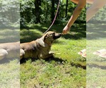 Small #6 Collie-Mountain Cur Mix
