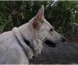 - Mix Dogs for adoption in Hoffman Estates, IL, USA