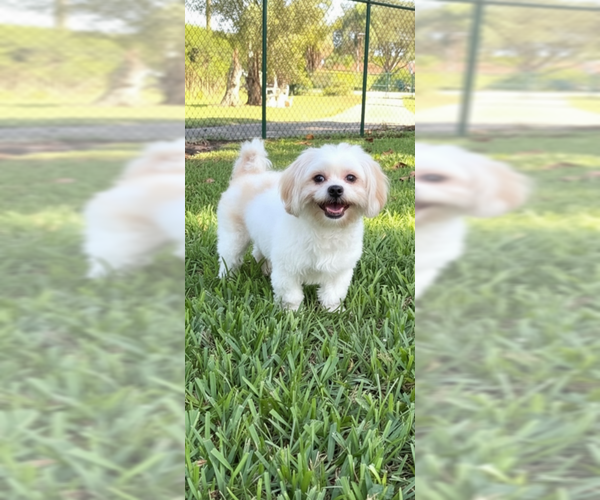 Medium Photo #1 Shih Tzu Puppy For Sale in Weston, FL, USA