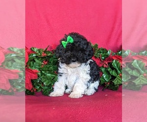 Cock-A-Poo Puppy for sale in NOTTINGHAM, PA, USA