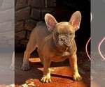 Small Photo #10 French Bulldog Puppy For Sale in GLENDORA, CA, USA