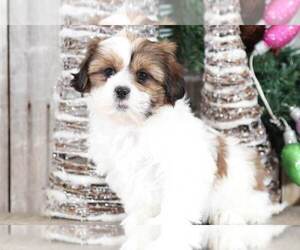 Shih Tzu Puppy for sale in MOUNT VERNON, OH, USA