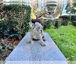 Small Photo #171 French Bulldog Puppy For Sale in HAYWARD, CA, USA