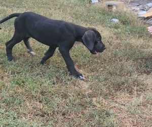 Great Dane Dogs for adoption in SALEM, AL, USA