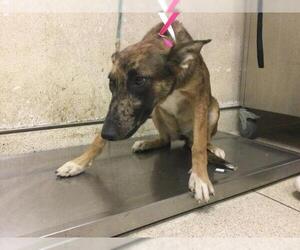 Mutt Dogs for adoption in Riverside, CA, USA