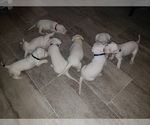 Small Photo #22 Dogo Argentino Puppy For Sale in RYAN, OK, USA