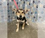 Small #1 German Shepherd Dog Mix