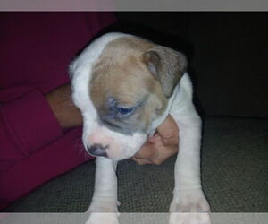 American Staffordshire Terrier Puppy for sale in UNIONTOWN, PA, USA