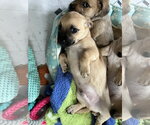 Small #3 Chiweenie