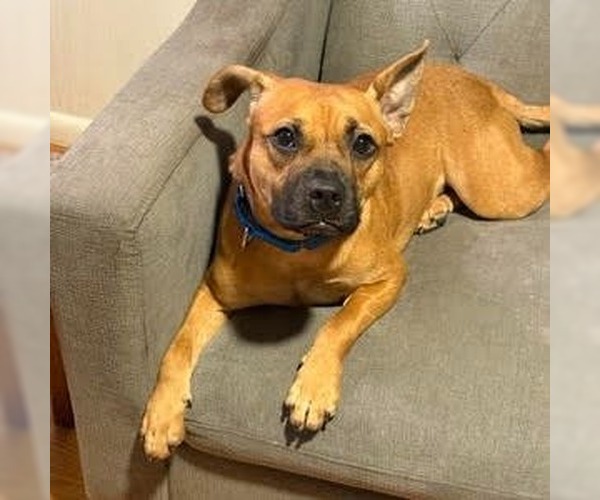 Medium Photo #4 Mutt Puppy For Sale in Canton, CT, USA