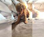 Small Photo #12 Poodle (Toy) Puppy For Sale in NEW BEDFORD, MA, USA