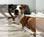 Small #7 American Pit Bull Terrier Mix
