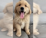 Small Golden Retriever