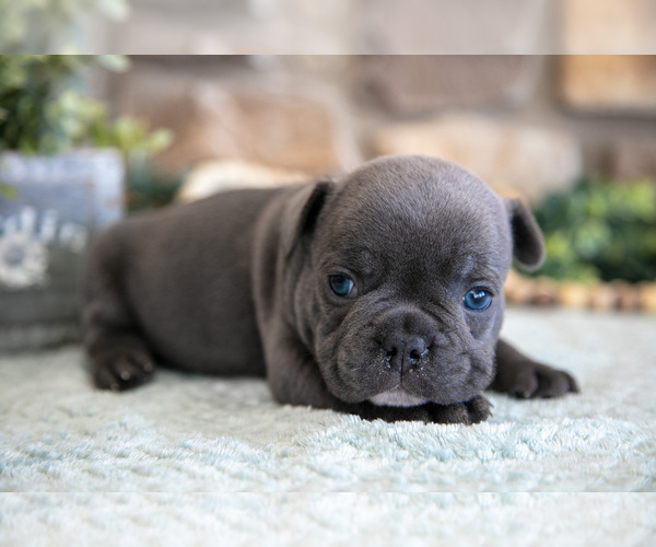 Medium Photo #2 French Bulldog Puppy For Sale in GRABILL, IN, USA