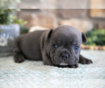Small #1 French Bulldog