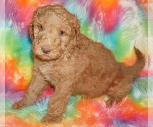 Labradoodle Puppy for sale in LA HABRA, CA, USA