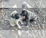Small Photo #1 Mastiff Puppy For Sale in MOSS POINT, MS, USA