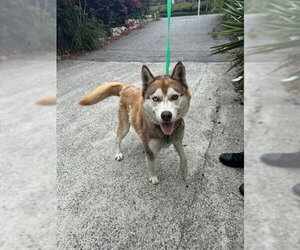 Siberian Husky Dogs for adoption in Rancho Cucamonga, CA, USA