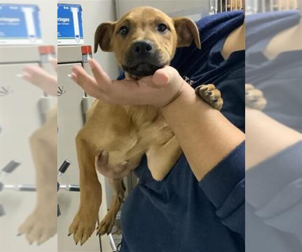 Medium Photo #1 Mutt Puppy For Sale in Visalia, CA, USA